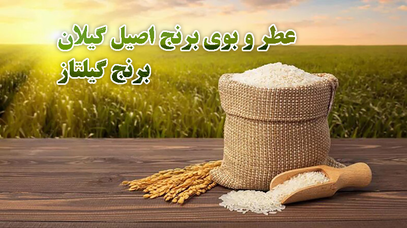 دلیل عطر و بوی برنج اصیل گیلان