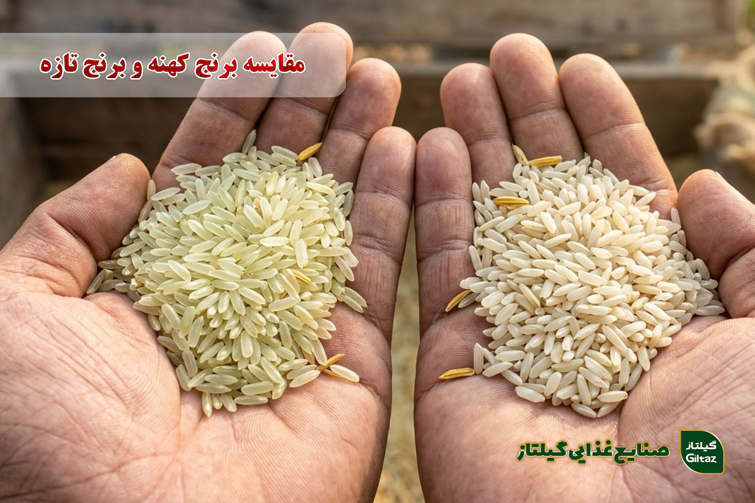 مقایسه برنج کهنه و برنج تازه