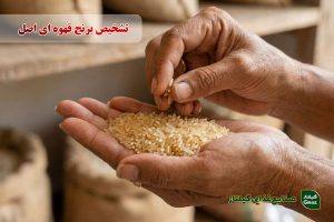 تشخیص برنج قهوه ای اصل