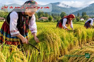 پخت برنج هاشمی درجه یک گیلان