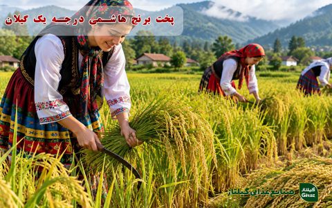 پخت برنج هاشمی درجه یک گیلان
