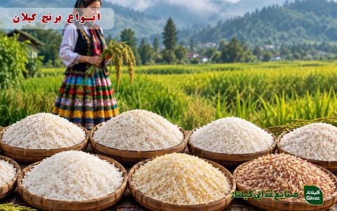 انواع برنج گیلان؛ معرفی بهترین برنج‌های گیلانی از هاشمی تا دم‌سیاه